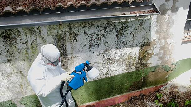 Top rated local Basement Mold Removal specialists in Boiling Springs, PA